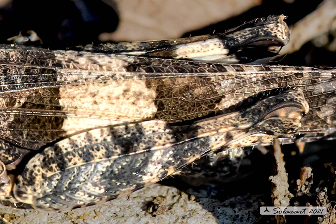 Oedipoda caerulescens Male ?  (riedito il precedente post con un solo soggetto)