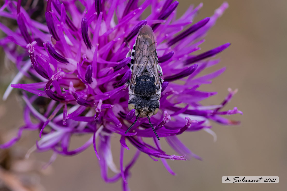 Megachilidae -  Coelioxys  (?? acanthura) ♂