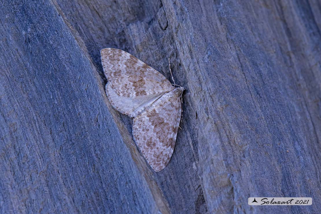 Geometridae:  Coenotephria ablutaria (???)