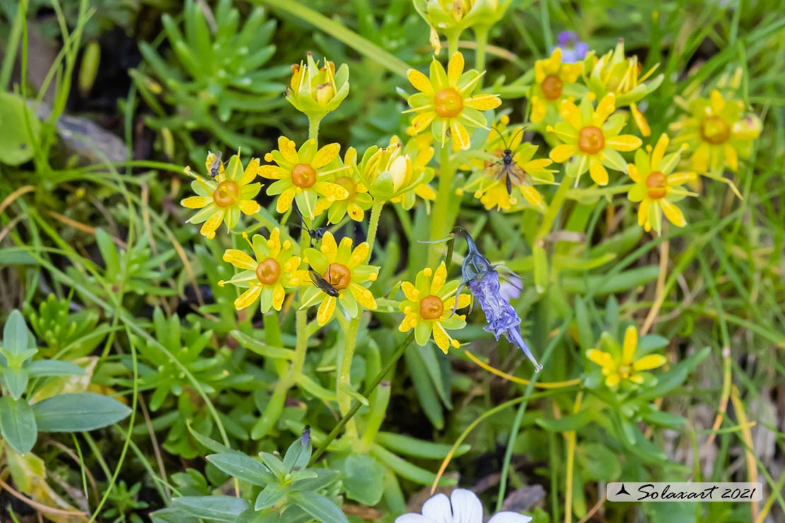 Caryophyllales ? No, Saxifragales Saxifragaceae: Saxifraga aizoides