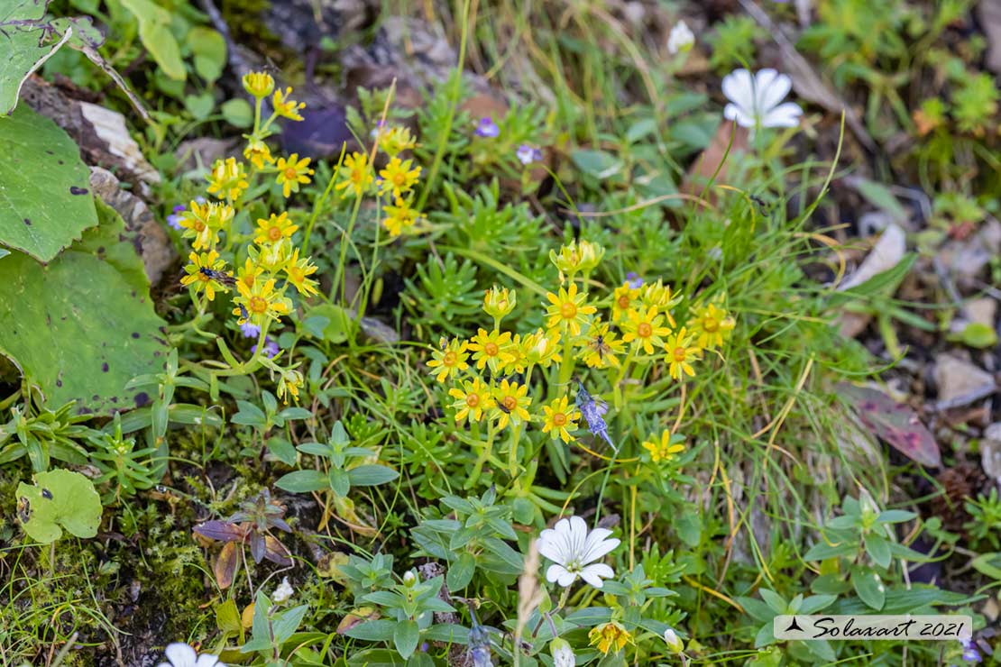 Caryophyllales ? No, Saxifragales Saxifragaceae: Saxifraga aizoides