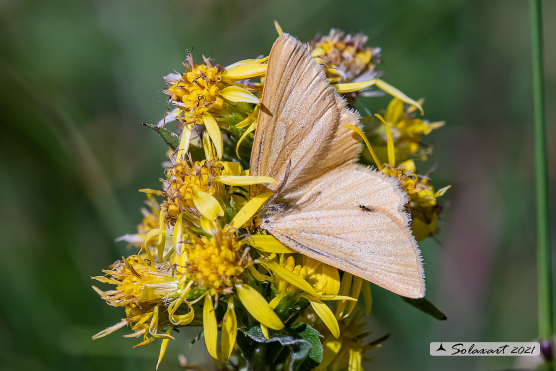 Geometridae: Crocota (??)