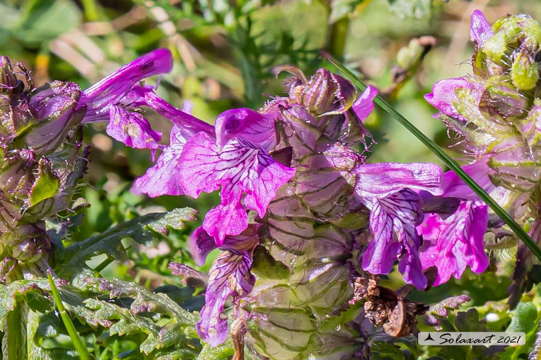 Lamiaceae ?  No, Orobanchaceae: Pedicularis verticillata