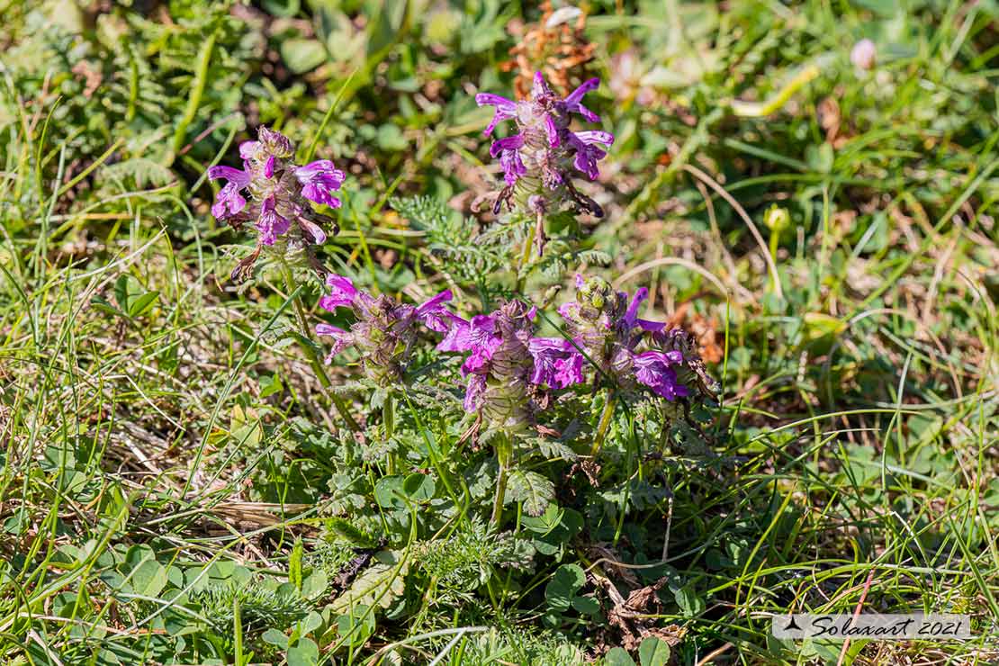 Lamiaceae ?  No, Orobanchaceae: Pedicularis verticillata