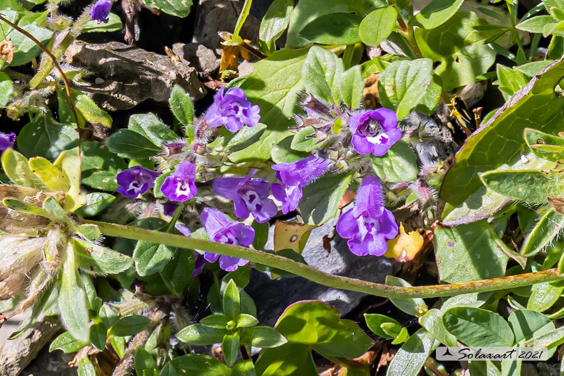 Fiore montano: Ziziphora granatensis (Lamiaceae)