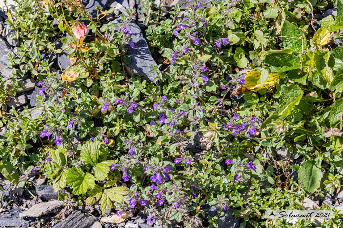 Fiore montano: Ziziphora granatensis (Lamiaceae)