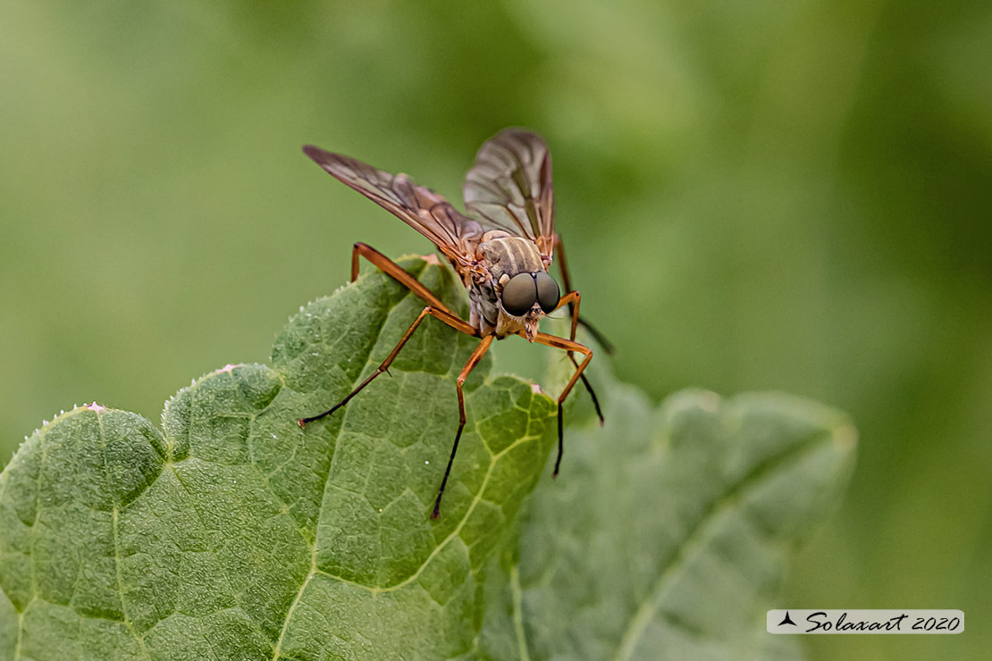 Rhagio montanus (??)