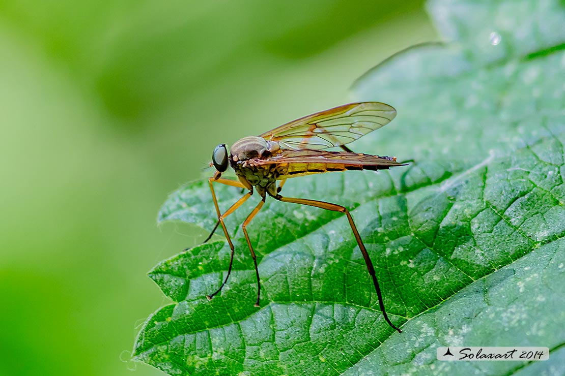 Rhagio montanus (??)