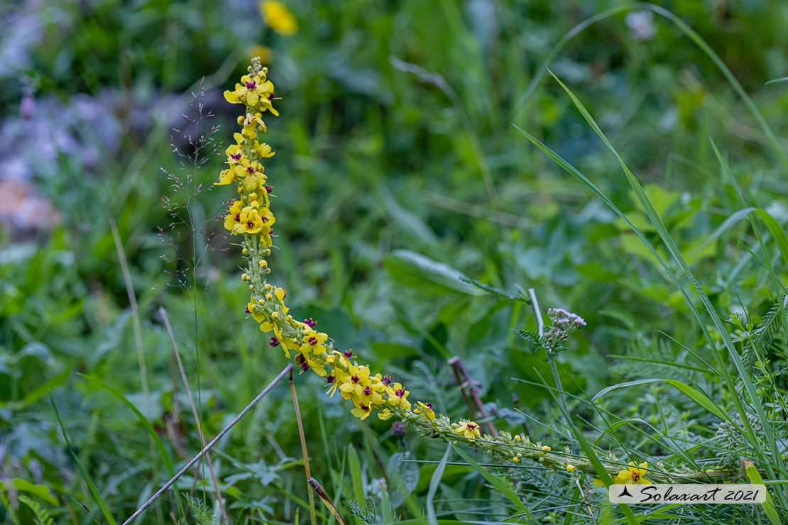 Verbascum nigrum ?  S