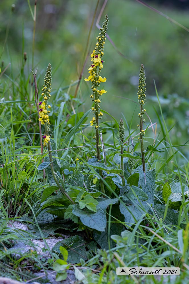 Verbascum nigrum ?  S