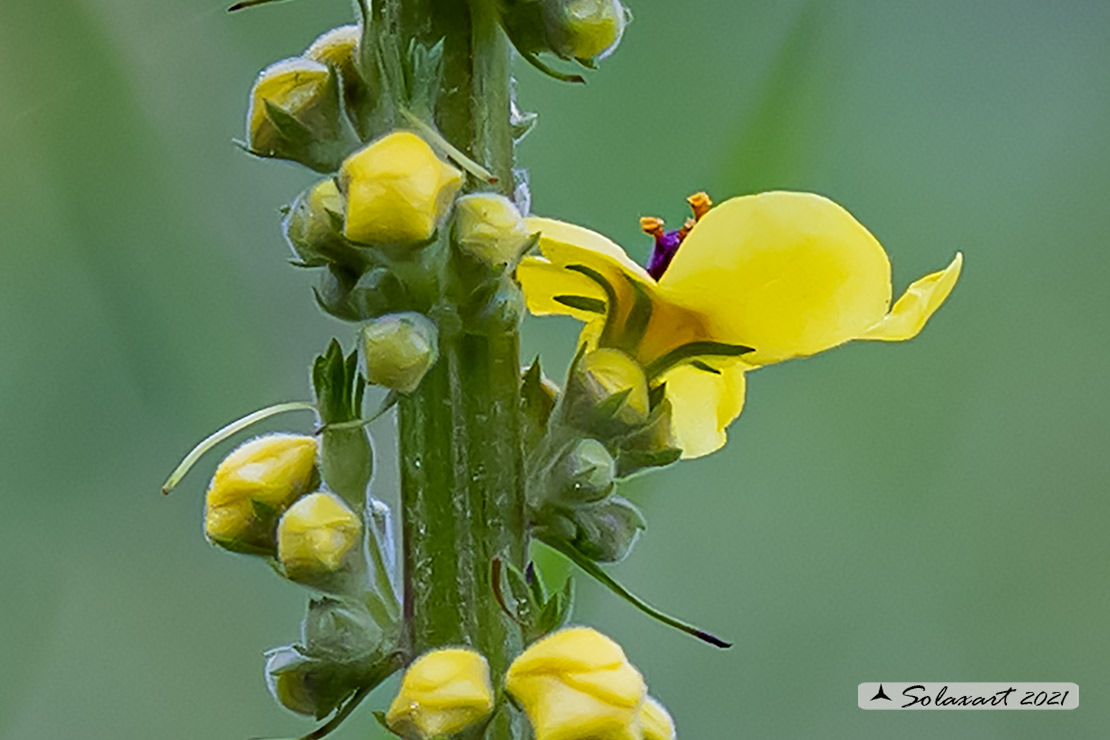 Verbascum nigrum ?  S