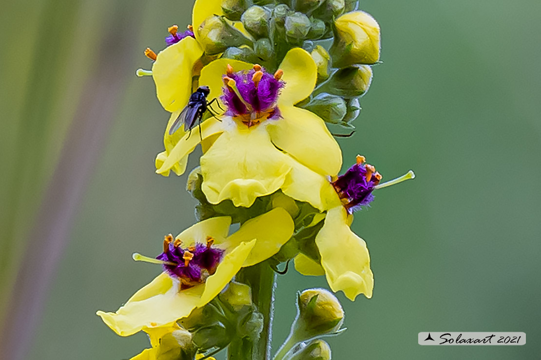 Verbascum nigrum ?  S