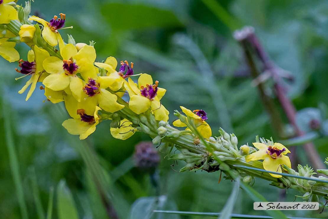 Verbascum nigrum ?  S