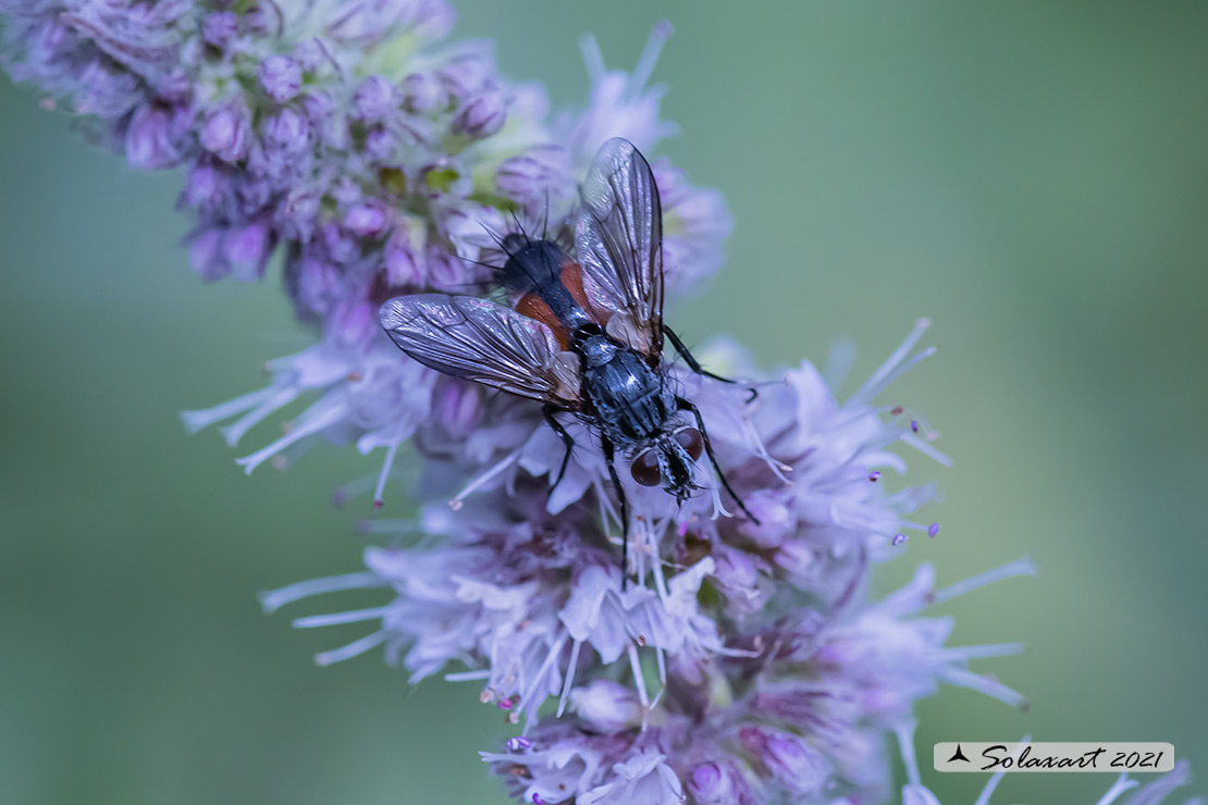 Tachinidae  (???)