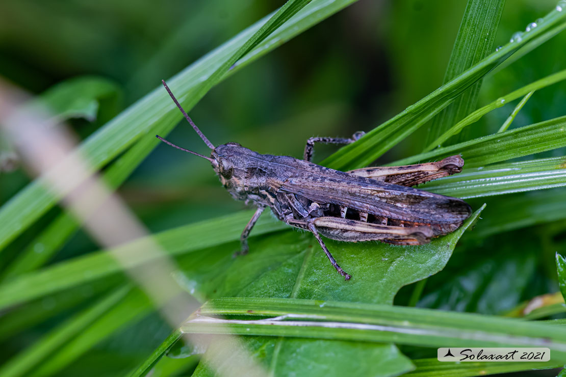 Omocestus rufipes maschio ?  No, Glyptobothrus  sp.