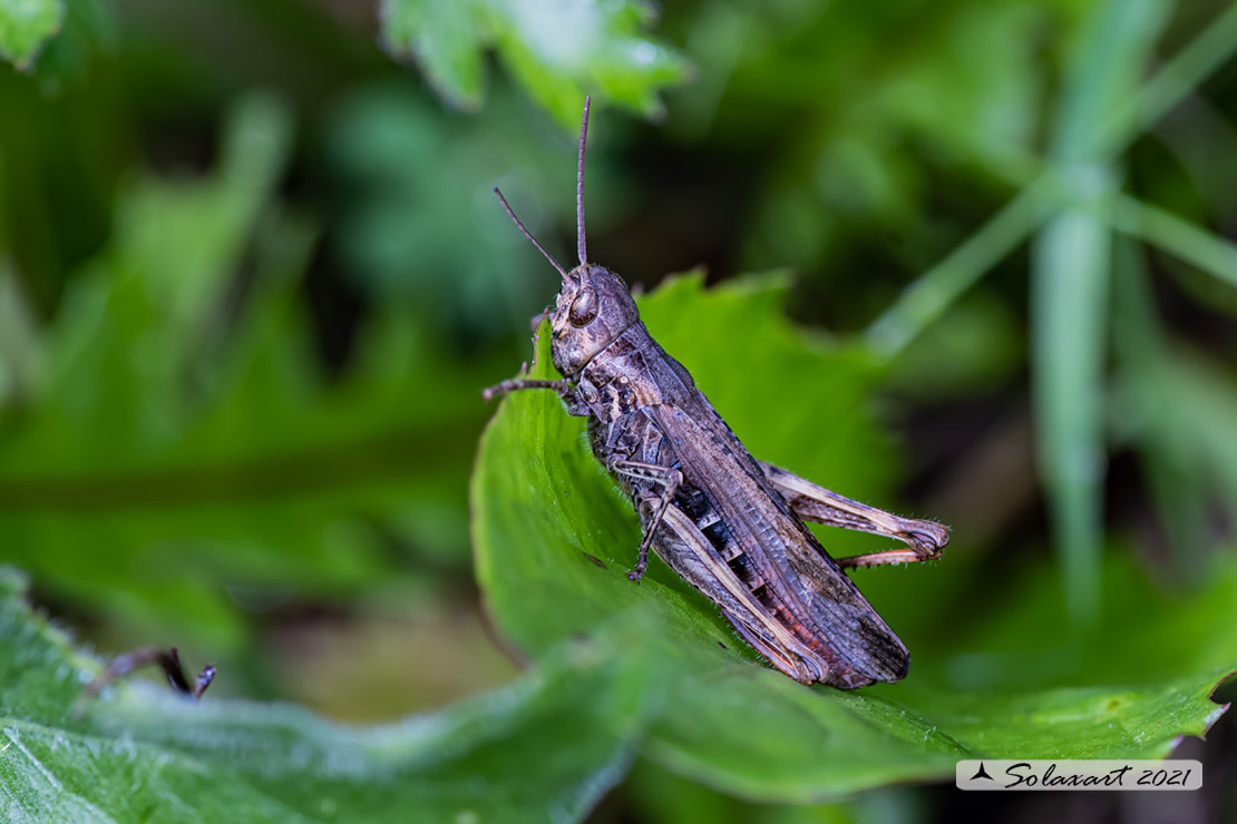 Omocestus rufipes maschio ?  No, Glyptobothrus  sp.