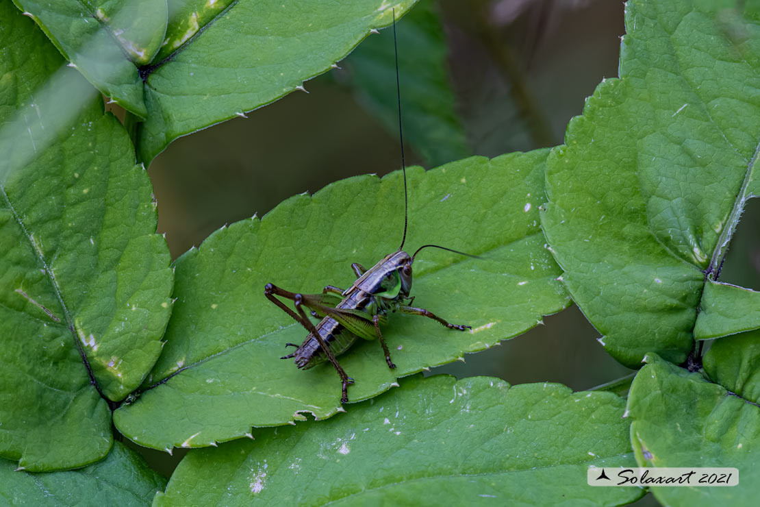 Tettigoniidae:  ninfa di Eupholidoptera sp., maschio?  No, ninfa di Roeseliana cfr.roeseli