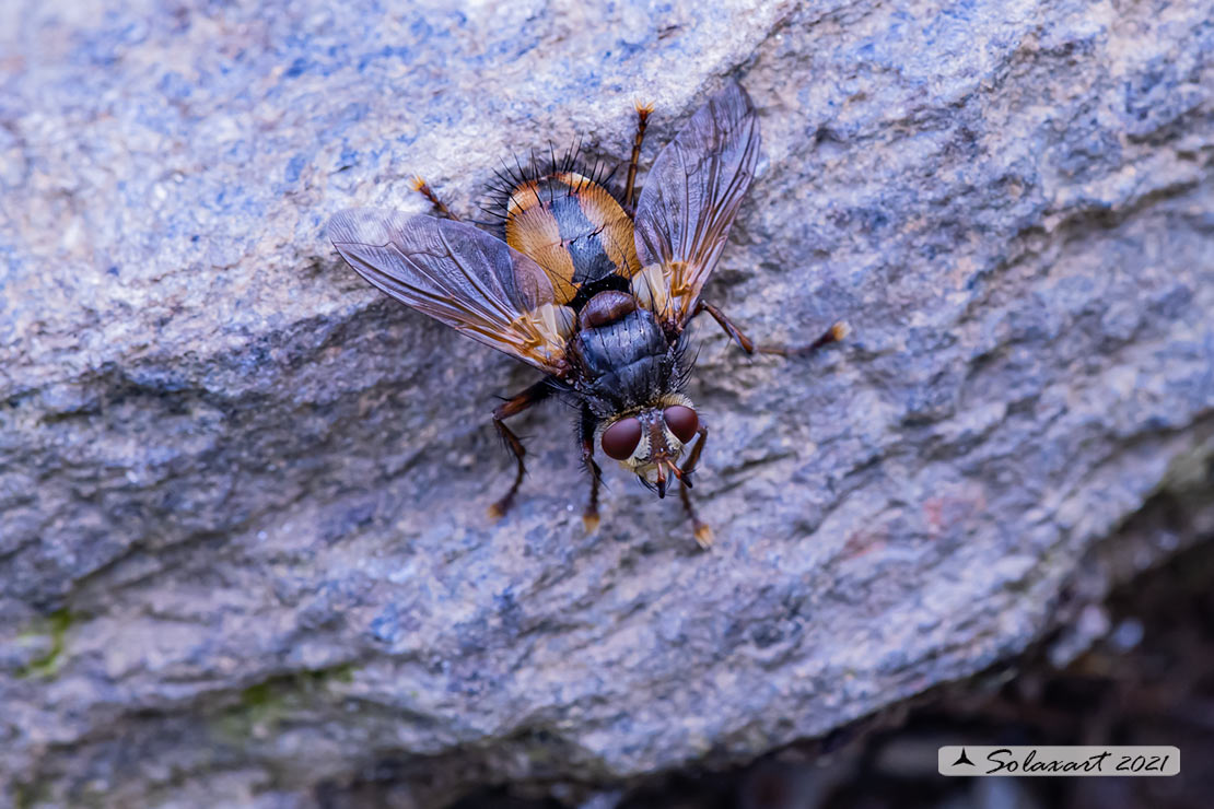 Tachina fera (?)