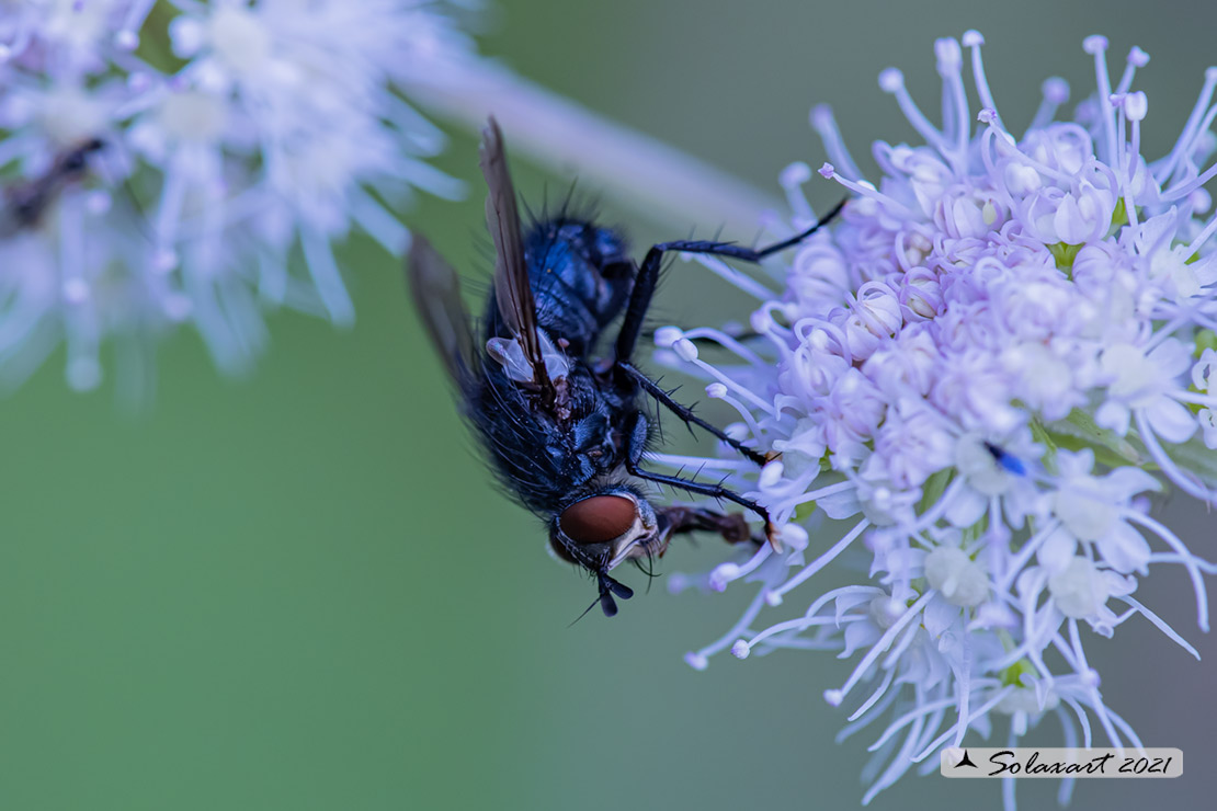 Tachinidae - Eurithia (???)