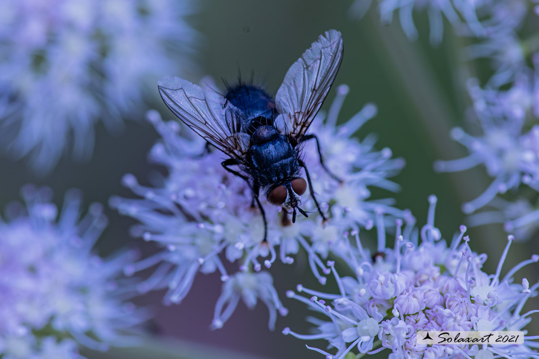 Tachinidae - Eurithia (???)