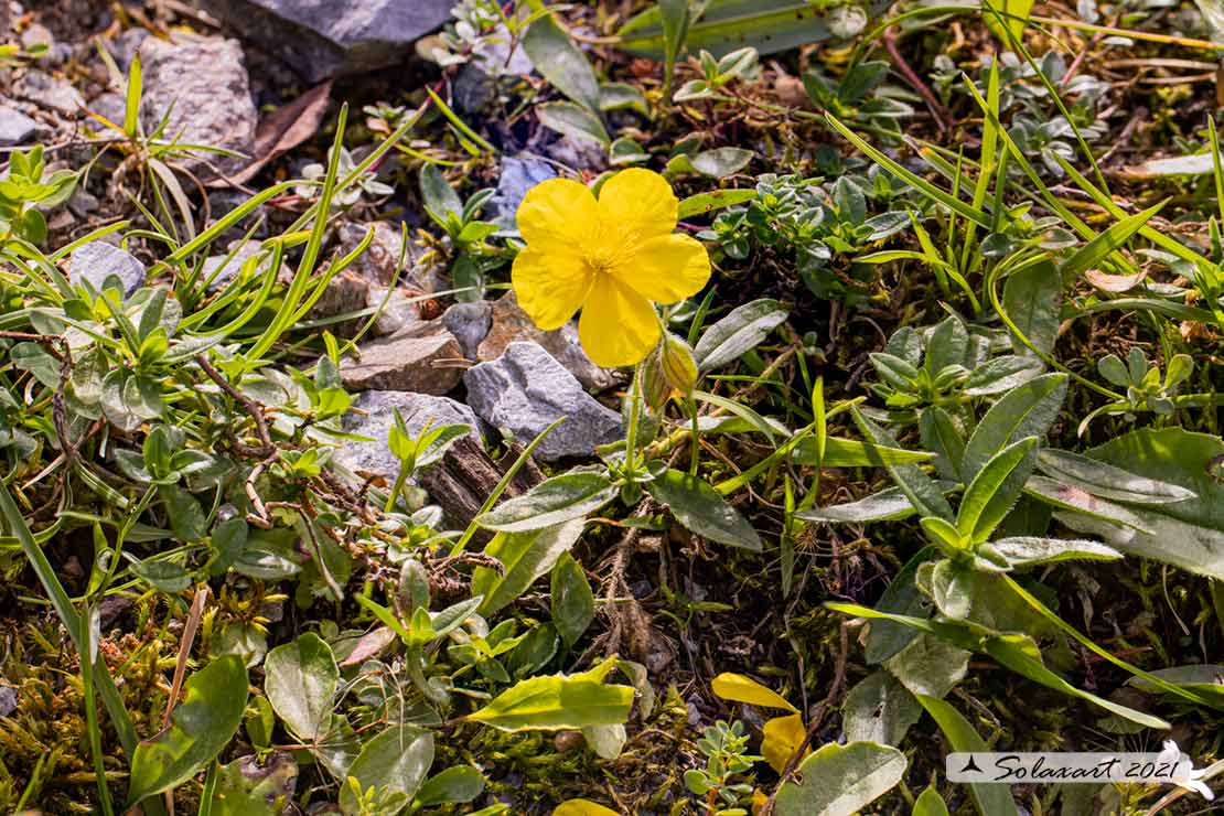 Helianthemum  nummularium