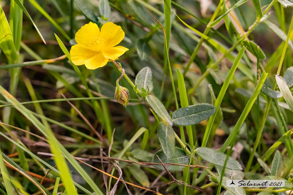 Helianthemum  nummularium