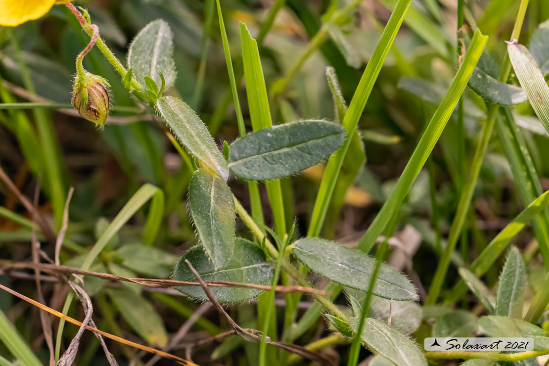 Helianthemum  nummularium