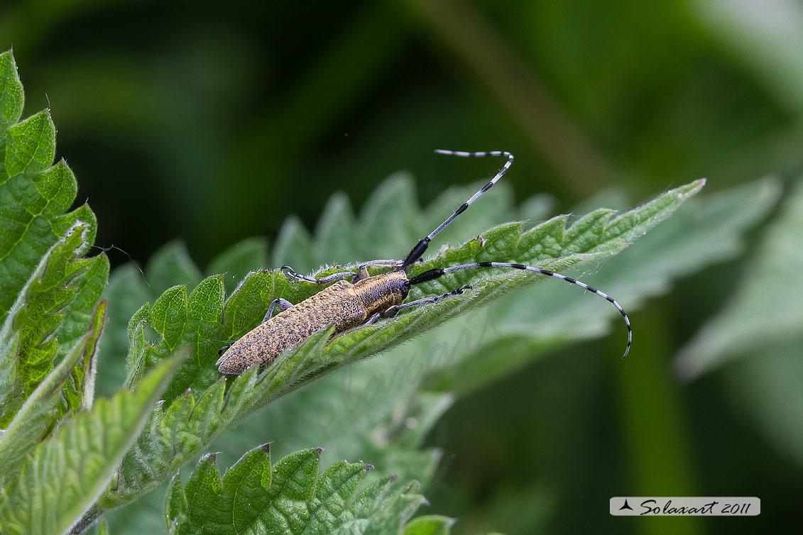 Agapanthia sp ?? A. villosoviridescens