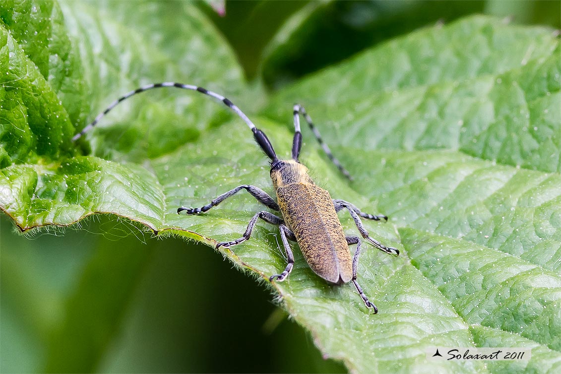 Agapanthia sp ?? A. villosoviridescens