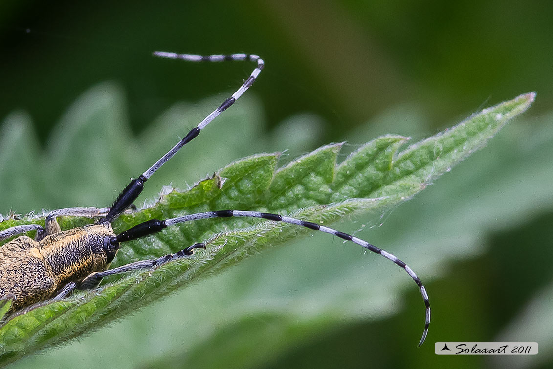 Agapanthia sp ?? A. villosoviridescens