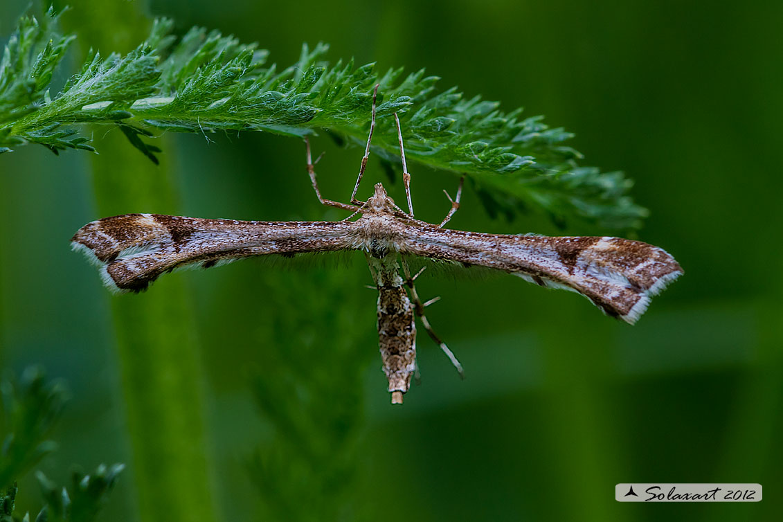 Amblyptilia cfr. punctidactyla