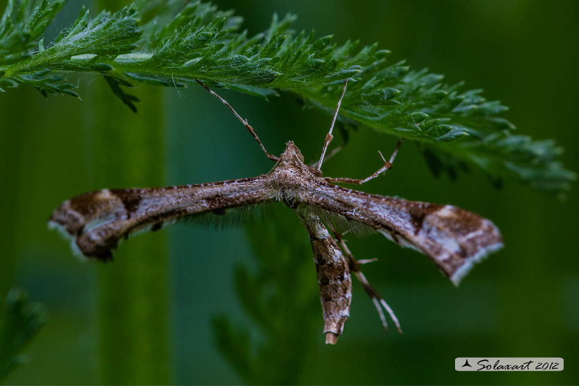 Amblyptilia cfr. punctidactyla