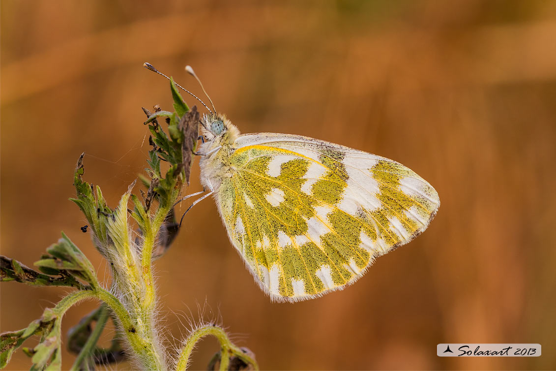 Pontia edusa