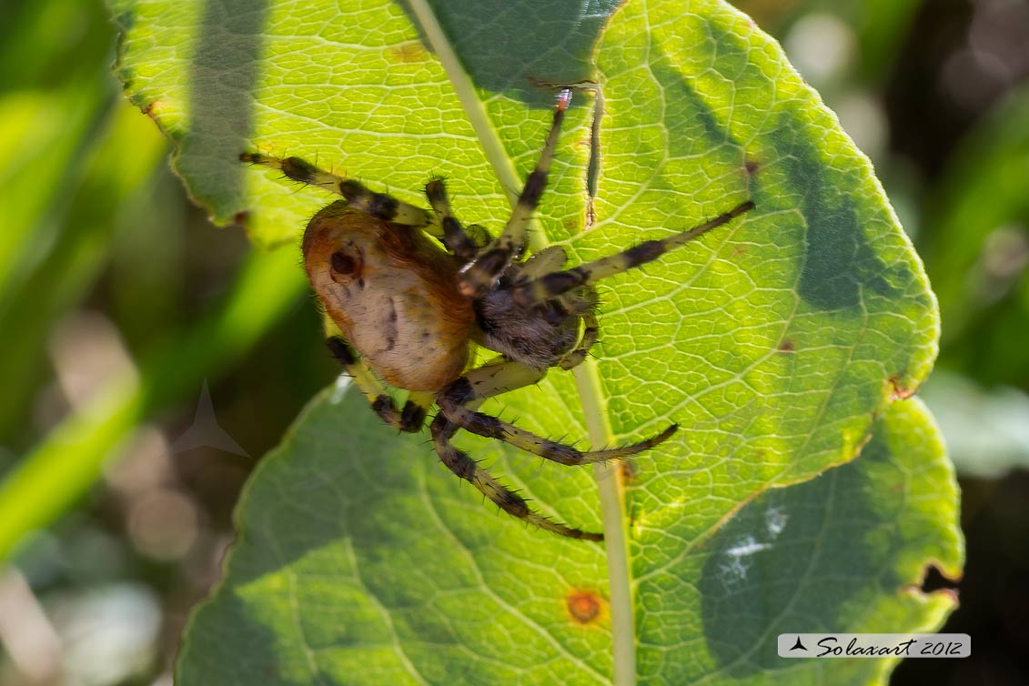 Araneus quadratus