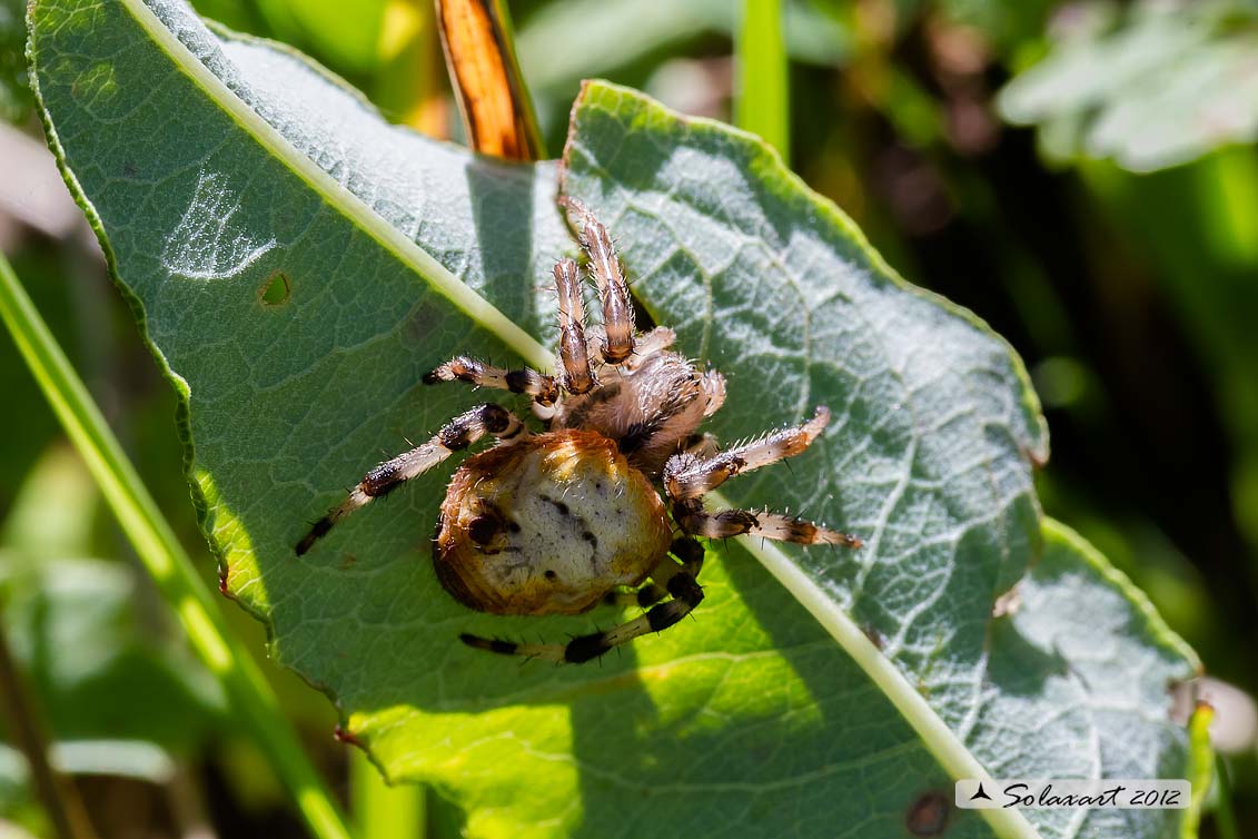 Araneus quadratus