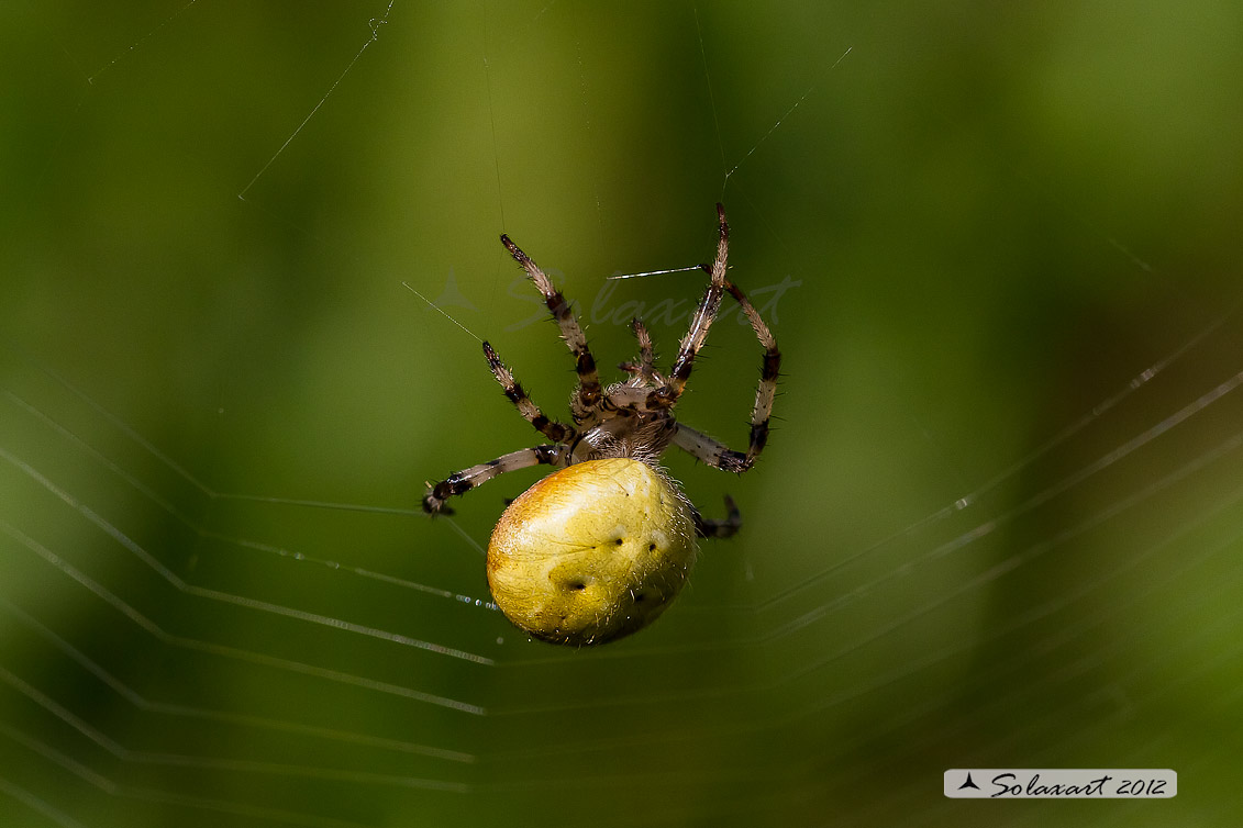 Araneus quadratus