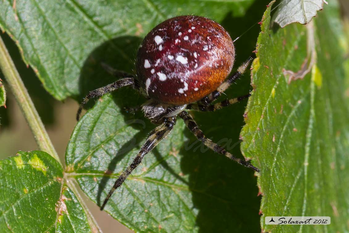 Araneus quadratus