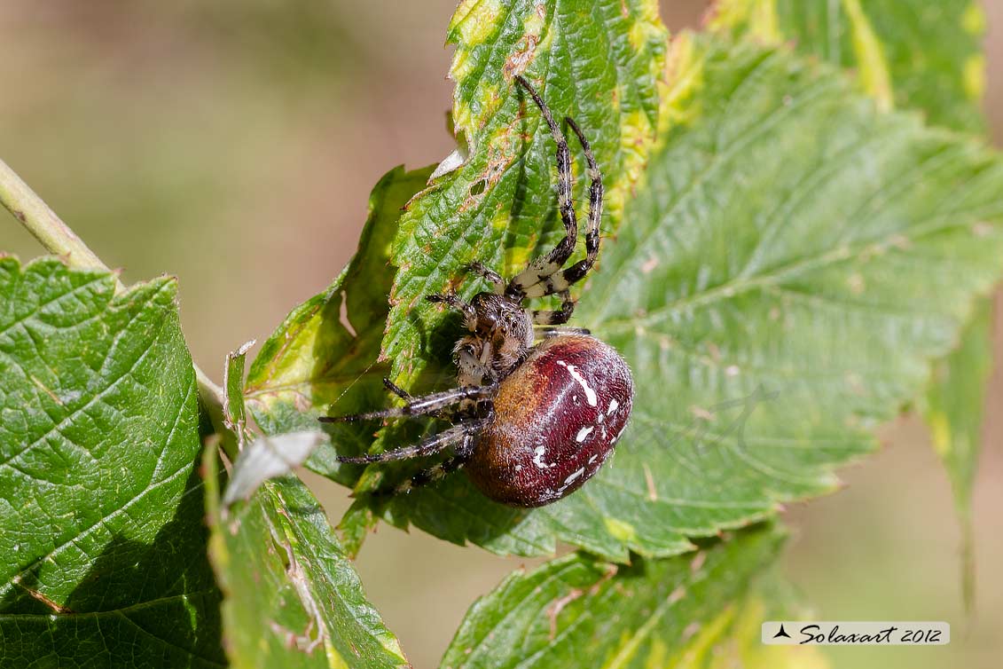 Araneus quadratus