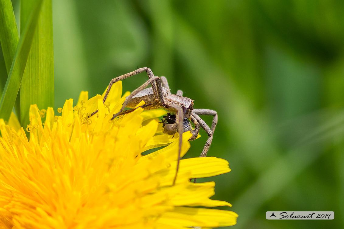 Pisaura sp. (Maschio subadulto) -