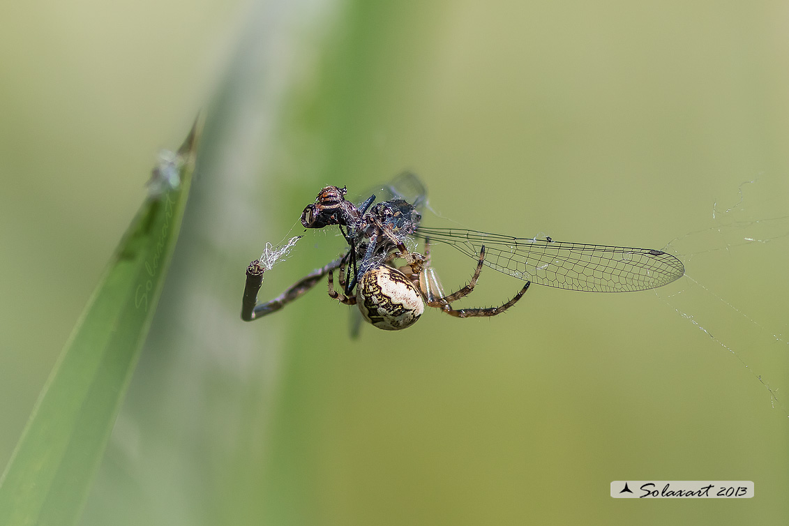 Larinioides sp. con Phyrrhosoma nymphula  - (Pavia)