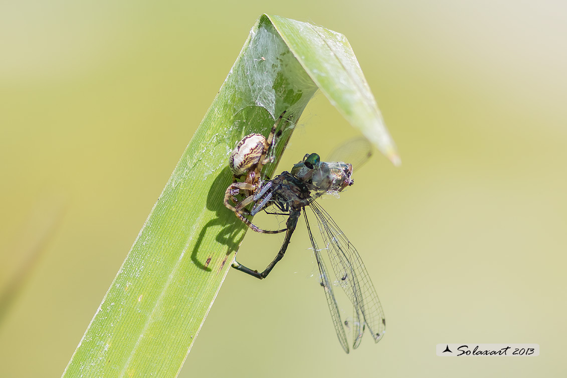 Larinioides sp. con Phyrrhosoma nymphula  - (Pavia)