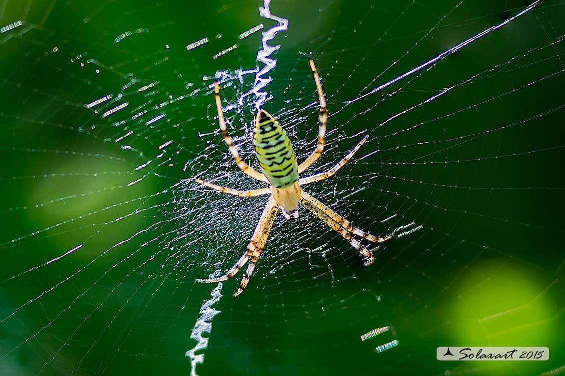 Argiope bruennichi, f. e m. - Lago Accesa, Massa M. (GR)