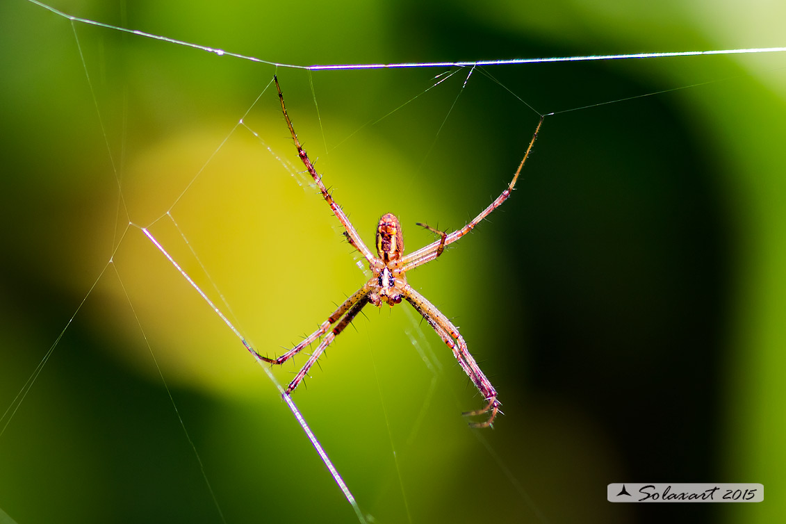 Argiope bruennichi, f. e m. - Lago Accesa, Massa M. (GR)