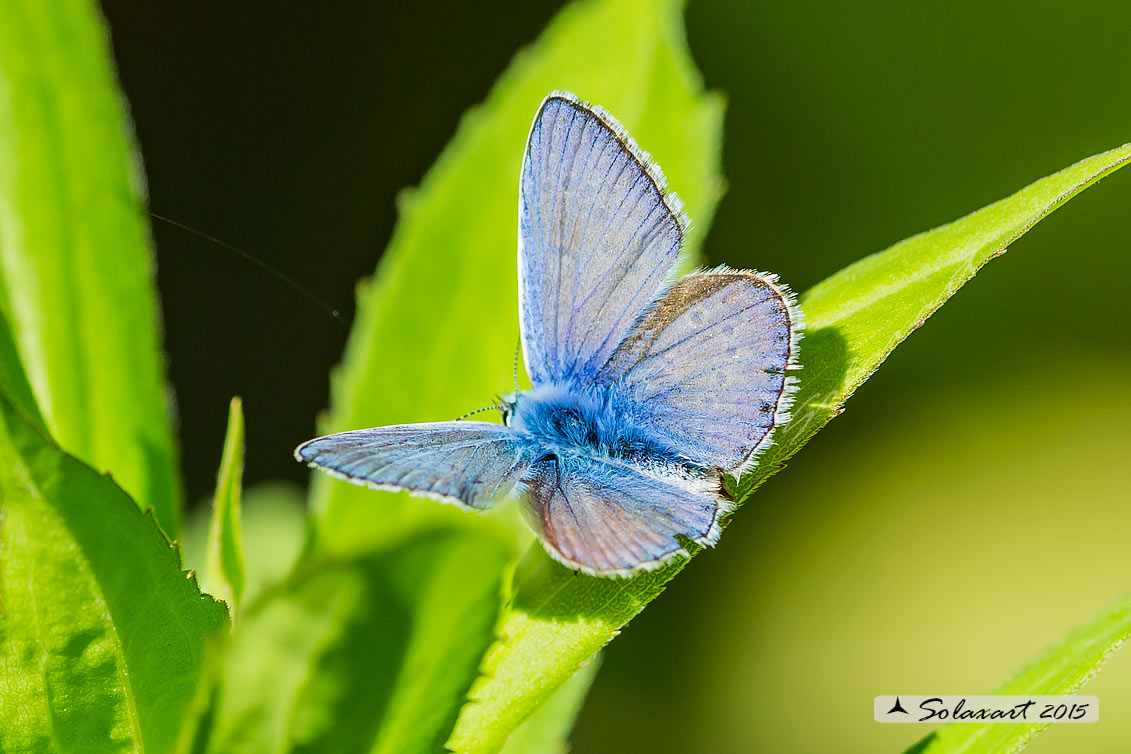 Aricia agestis (?)