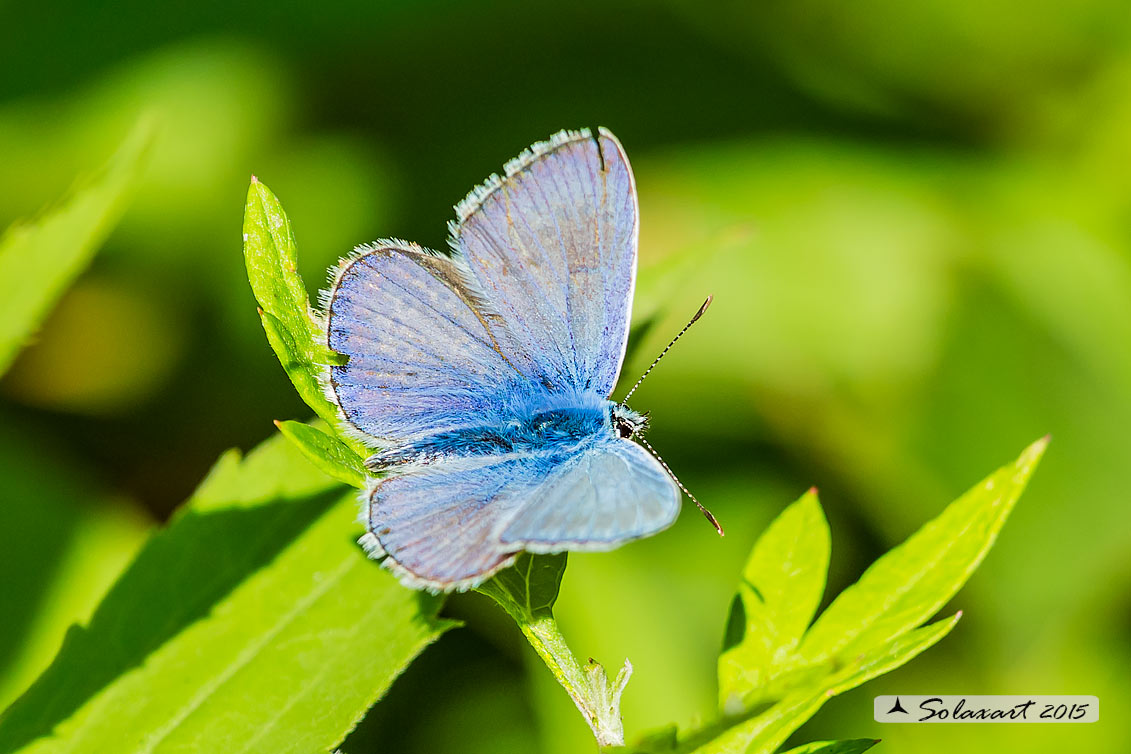 Aricia agestis (?)