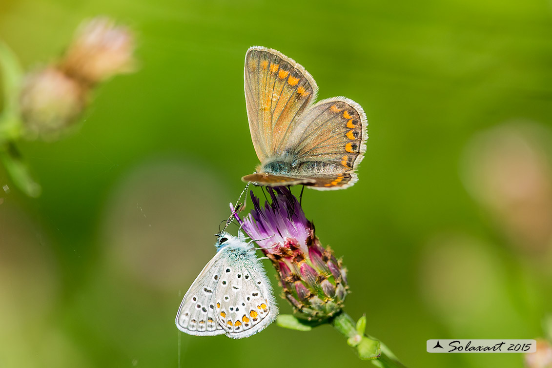 Aricia agestis (?)