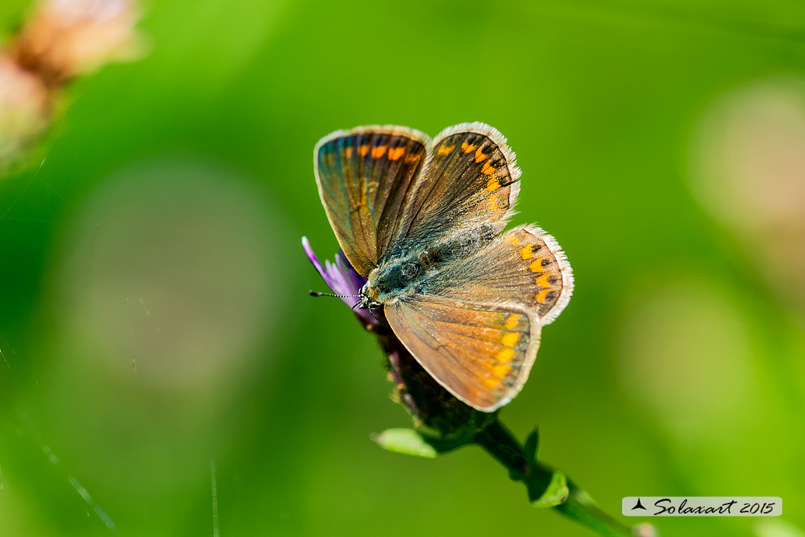 Aricia agestis (?)