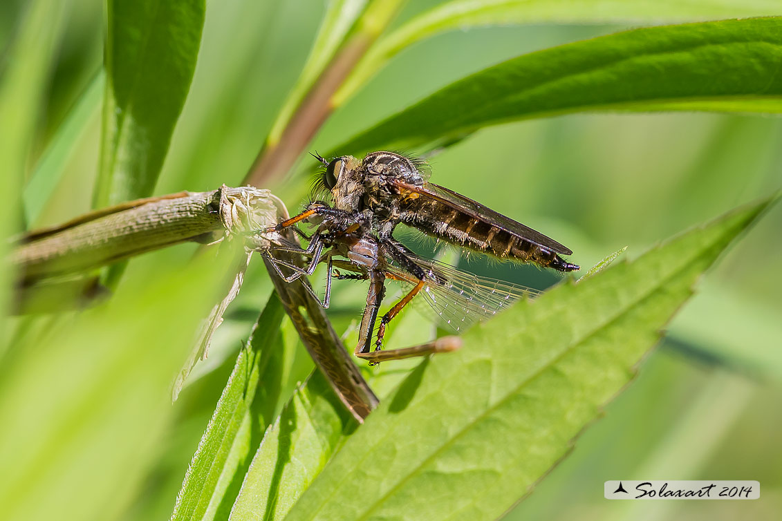 Asilide predatore di Odonata