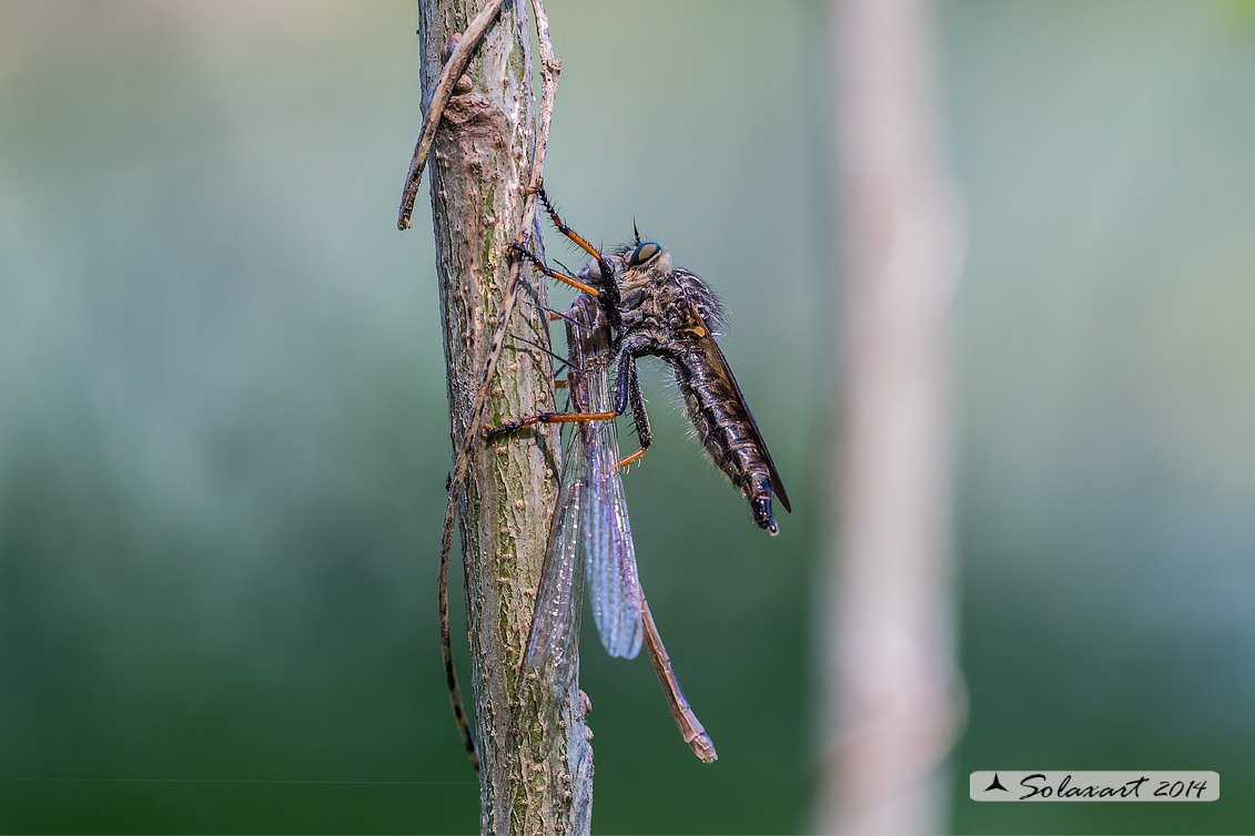 Asilide predatore di Odonata