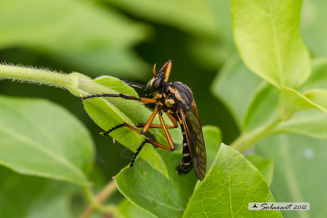 Molobratia cfr teutonus (Asilidae Dasypogoninae)